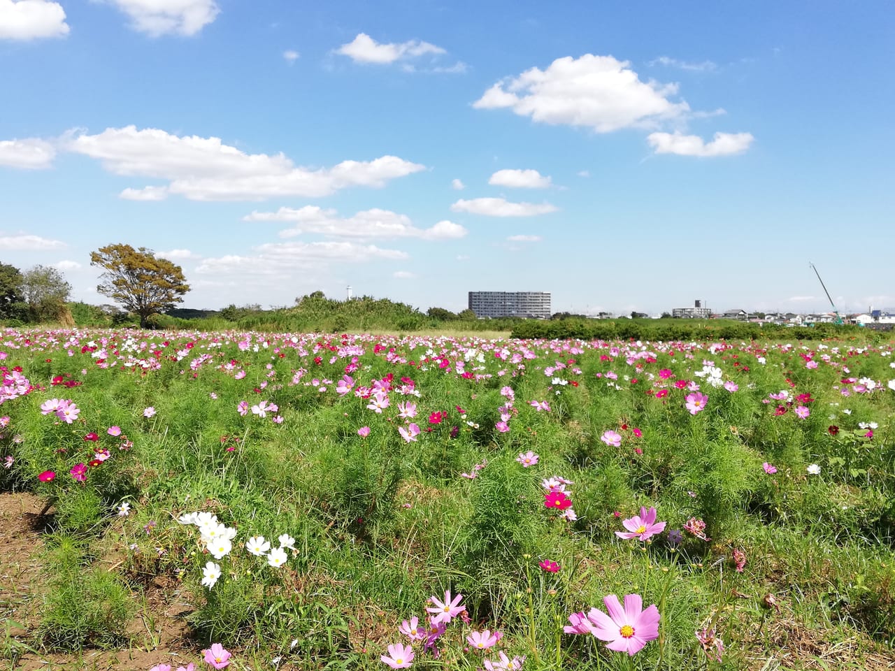 イシックス馬入のお花畑 | 観光スポット | 湘南ひらつかナビ|平塚市観光協会