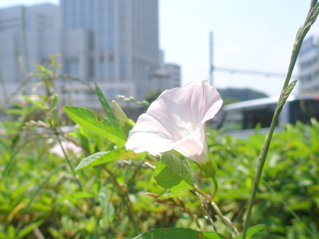 鳥取砂丘一面にハマヒルガオが開花 6月初旬まで見頃に - 鳥取経済新聞