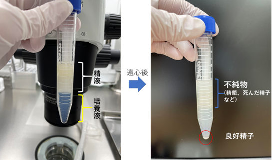 １ - 精子をかけた戦い