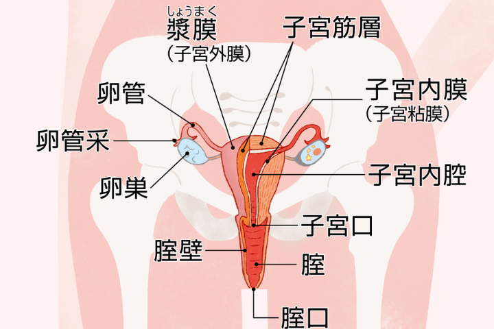 クリトリスの場所ってどこ？ 皮をむいて感度アップする方法 | せきらら-Sekirara-