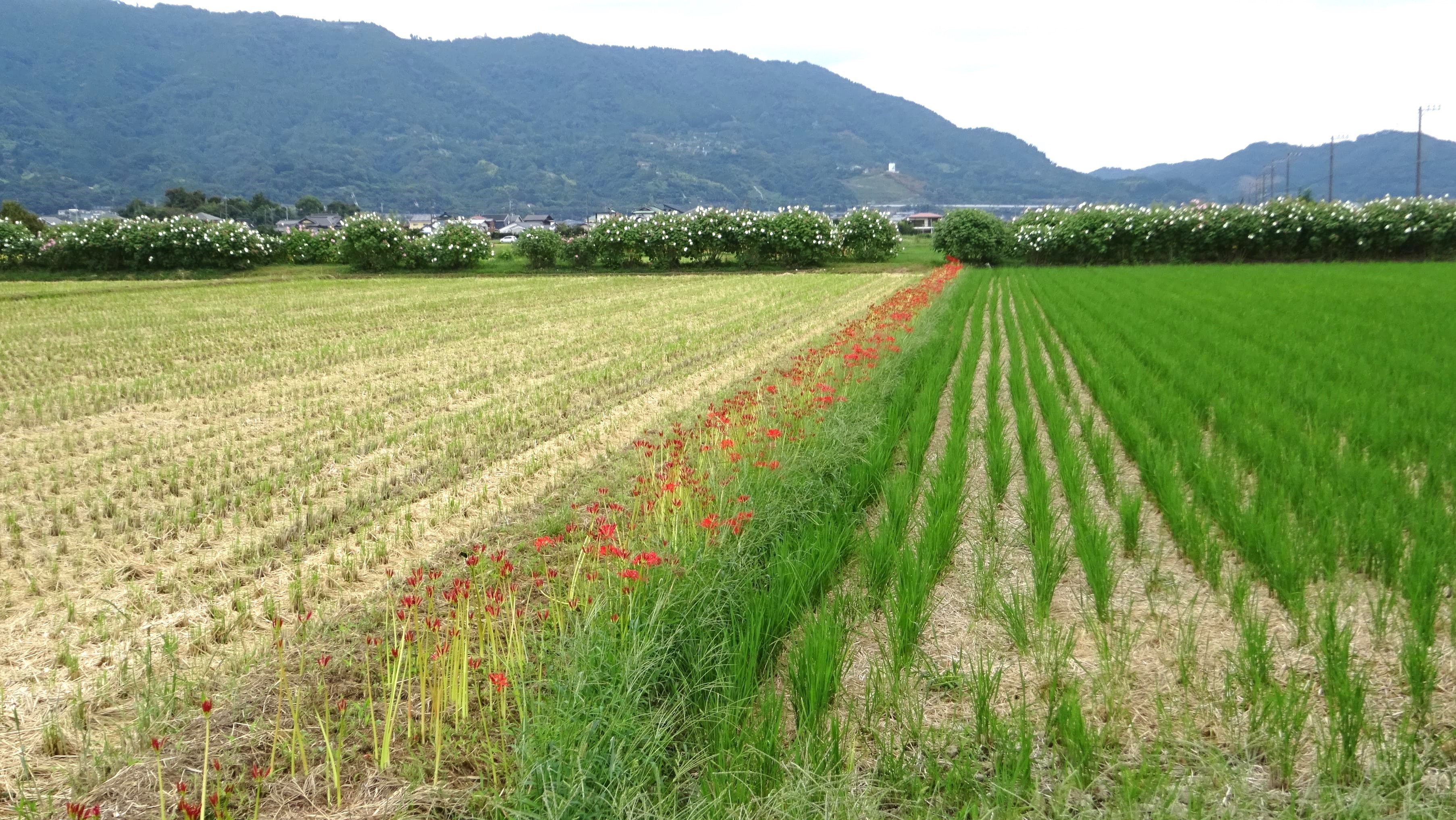 南耕地公園 | 子供とお出かけ情報「いこーよ」