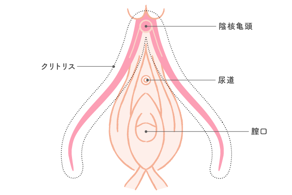 徹底解説】女性のオナニーのやり方やイク時のコツをわかり易く解説｜ホットパワーズマガジン