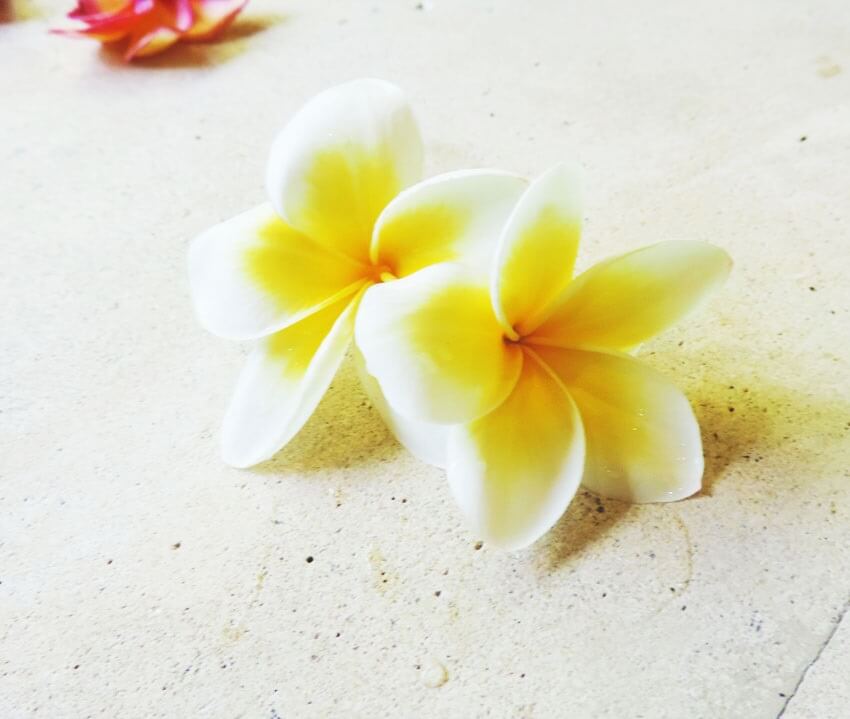 クーポン - FRANGIPANI