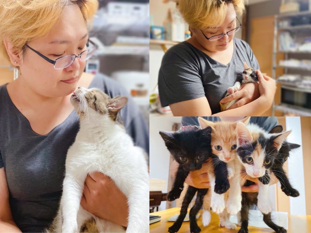 東京都中央区の保護猫カフェ【たまゆら】15匹のかわいすぎる猫たちが里親募集中！ゆるまる体操イベントも開催 |  ねこのこと。～猫がもっと好きになる動画紹介サイト～