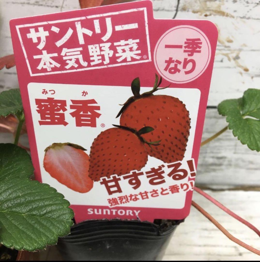 初夏を感じる新味「煎茶クリーム」が、幻のスイーツ「壺芋ブリュレ」から初登場。爽やかでほろ苦いお茶の味わいと、蜜がしたたるほど甘い焼き芋の組み合わせをお楽しみいただけます。  | 株式会社IDENTITYのプレスリリース