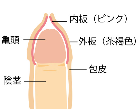 ペニスの大きさ平均は13cm！女性の理想サイズはさらにデカい！？｜薬の通販オンライン