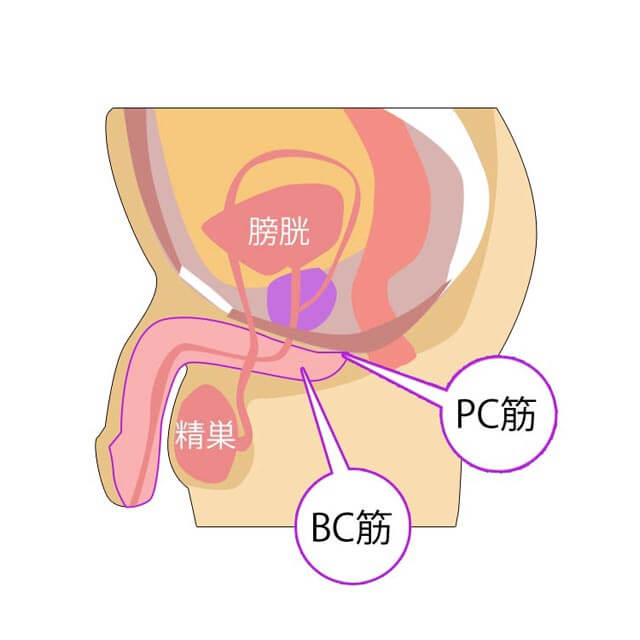 骨盤底筋を鍛えて勃起力アップ – メンズ形成外科 |