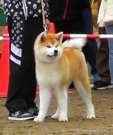 秋田犬 × 栃木県が募集対象」保護犬の里親募集情報