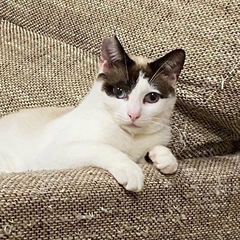 福岡県のラグドールの子猫を探す｜ブリーダー直販の子猫販売【みんなの子猫ブリーダー】