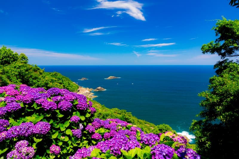 桃源郷岬 | 宮崎県 | 全国の花風景