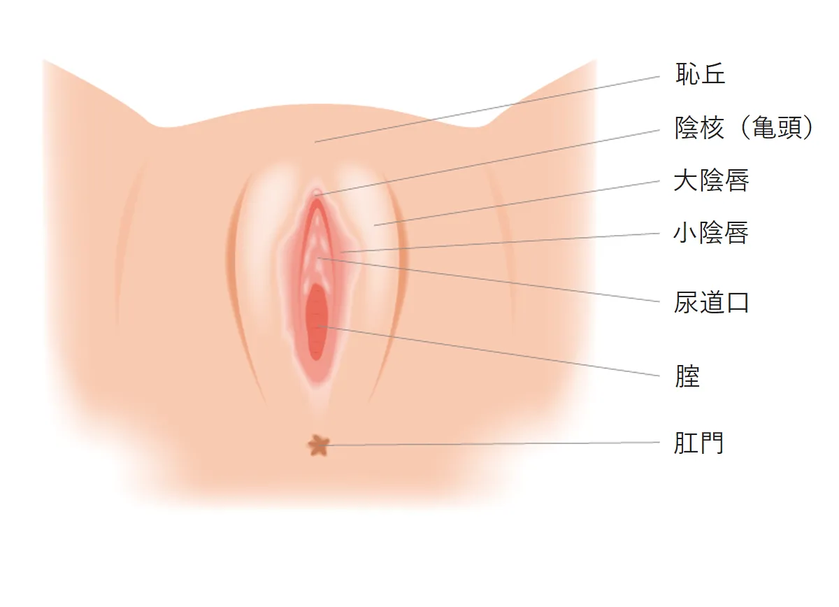 Gスポット開発とは？場所と位置の見つけ方 - 夜の保健室