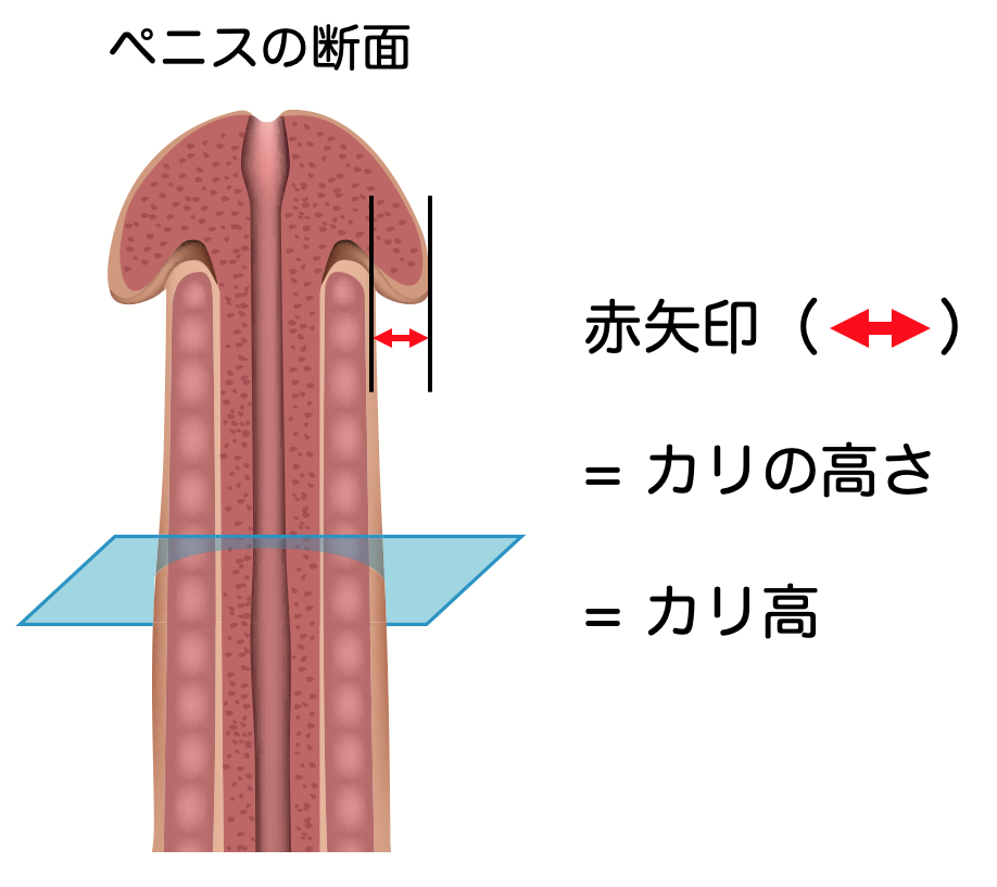 カリ高とはどんなペニス？カリ高の基準やメリットなどを紹介｜風じゃマガジン