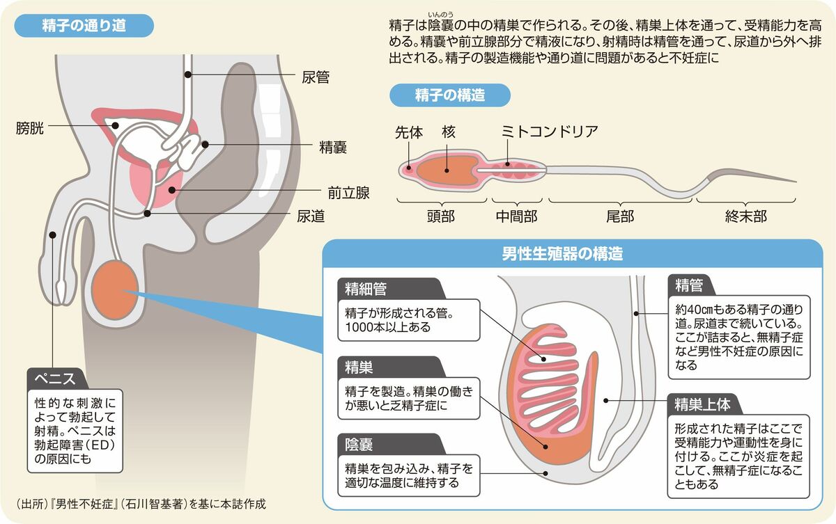 射精から受精までの時間は？精子と卵子が出会うのはいつ？ - こそだてハック