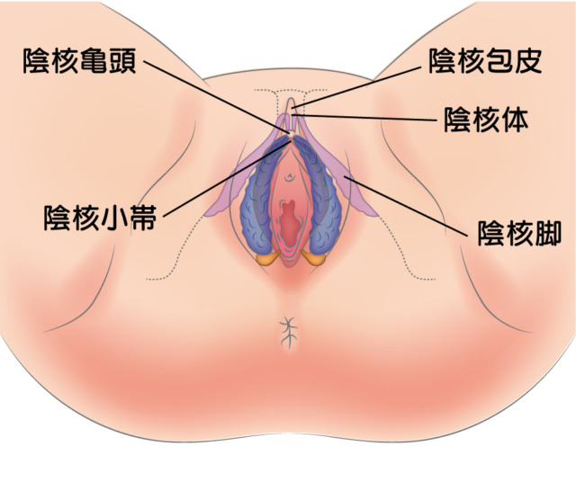 いまこそ、大人の性教育。【Lesson #1】「女性器について知ろう」場所や名前、セルフチェックの方法も。 | Hanako