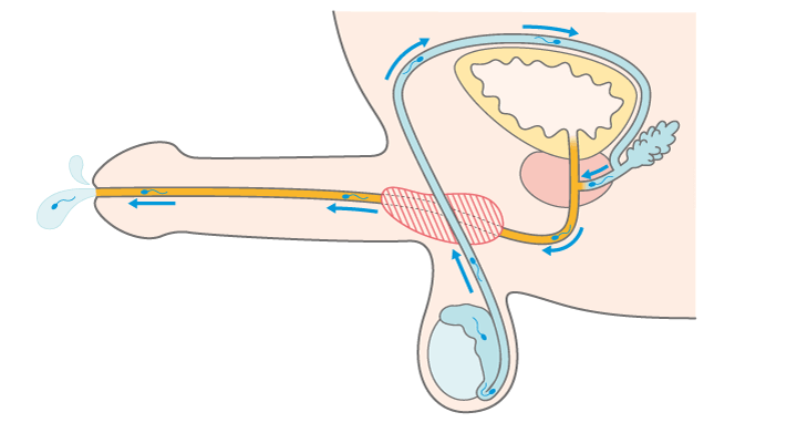 手コキのやり方って？彼を射精させるエッチな手コキテク・種類をイラストで紹介！