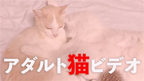 猫耳のコスプレ美少女2人のキツマンに濃厚な子種ミルクを注ぎ込むイチャイチャ3Pパコ | エロすぎエロリスト！エロ動画・アダルト動画見放題でエロい！