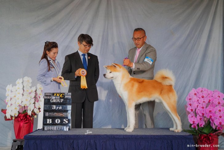 秋田犬 × 千葉県が募集対象」保護犬の里親募集情報