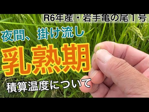 孕ませ性活 熟乳ママと悪魔のような少年 鈴川 廉平(著/文)