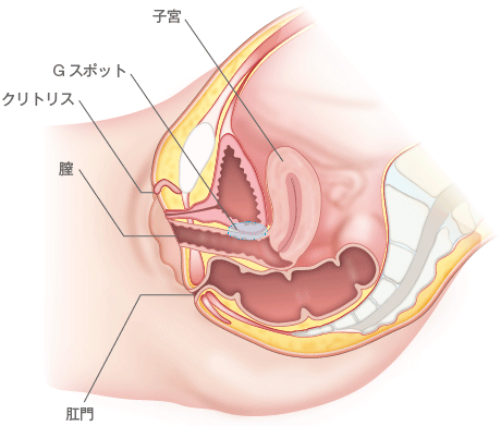 泌尿器科専門医 ドクター尾上の医療ブログ: 【性器の悩み】