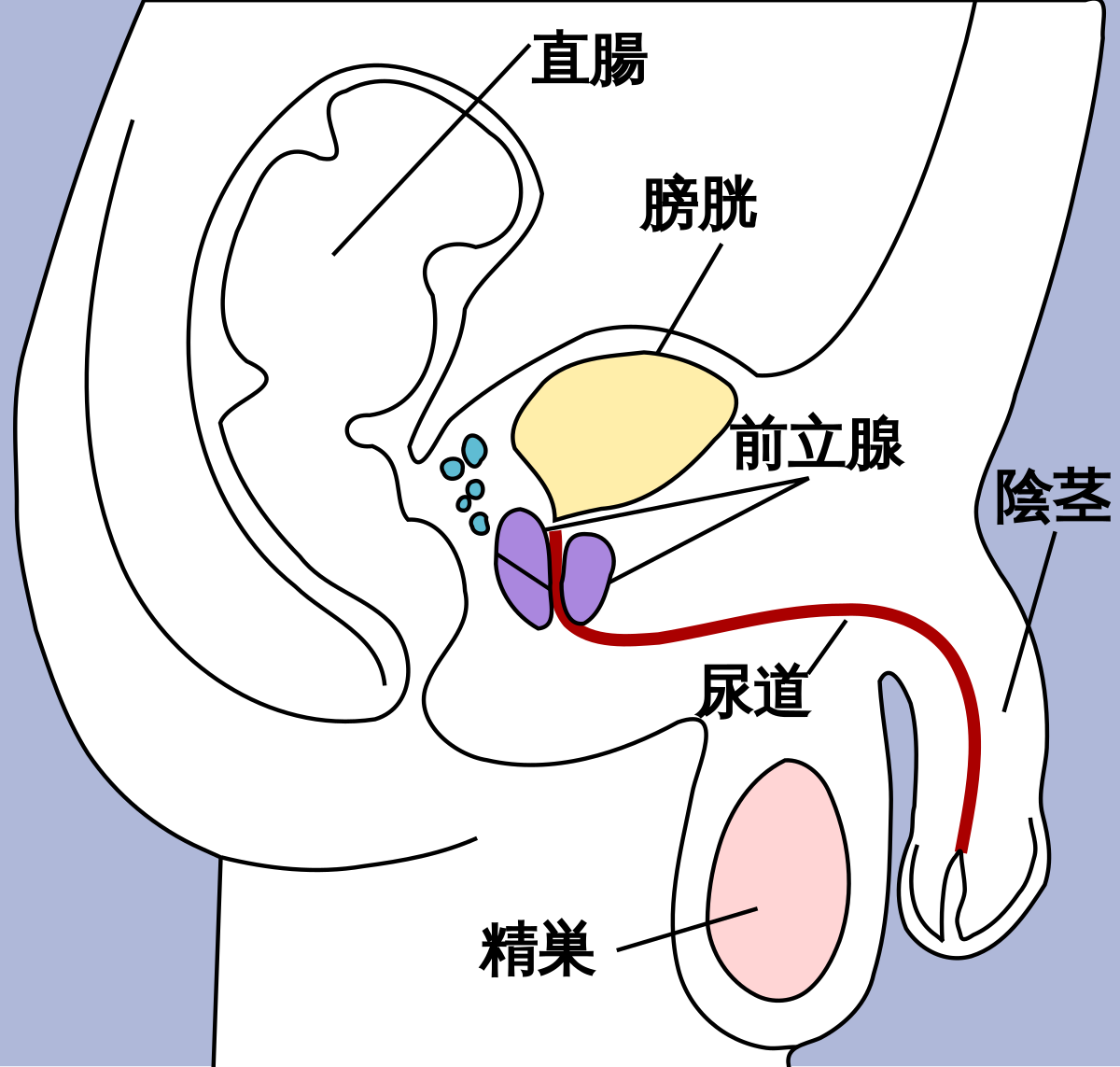 穴兄弟の由来とは？深掘りする男性間の隠語の世界 | ぴゅあらばSHOPマガジン – 大人のおもちゃ/アダルトグッズのおすすめ商品比較