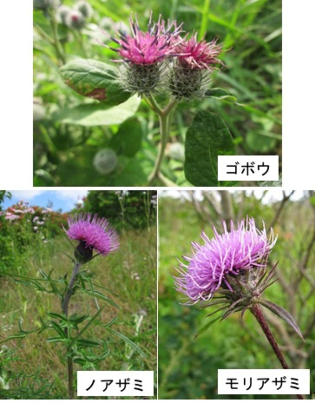 潮生館香梅荘 文化遺産オンライン