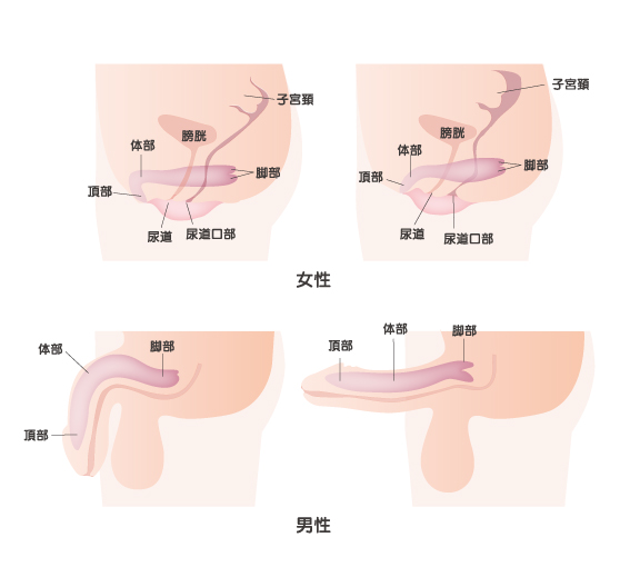 前立腺開発マニュアル | 商品詳細ページ |