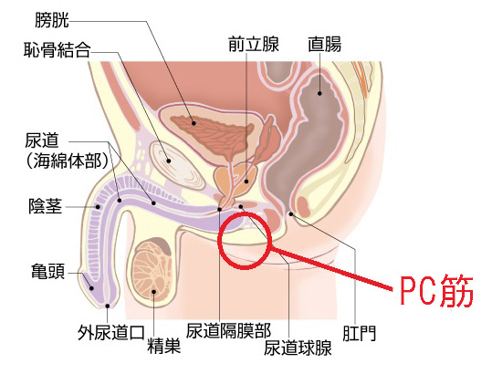 フェラでイケないと悩む男性必見！イクための方法や気持ちよくない・感じない原因を解説！｜駅ちか！風俗雑記帳