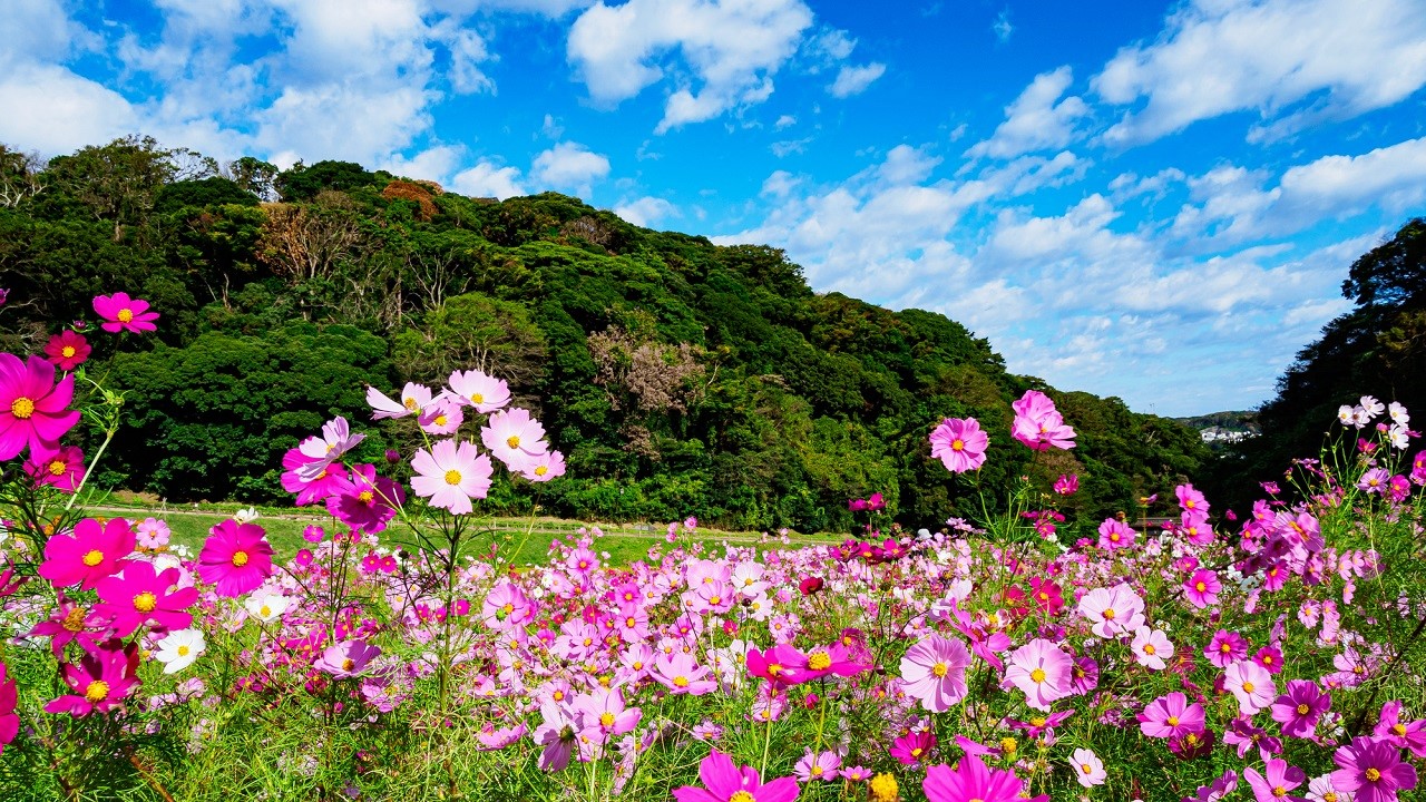 コスモス イシックス馬入のお花畑(神奈川県平塚市) -