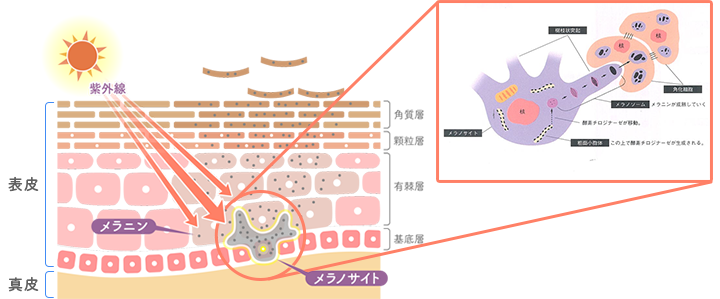 唇のふちが黒ずむ原因とは？対策方法や治し方を解説 | 美容コラム | はなふさ皮膚科・美容皮膚科