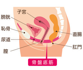 膣圧測定(Dr.Kelによる腟圧計測）