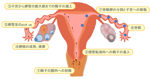 精子って、あんまり濃いと勢い良く飛ばないんですか？ -私、射精しても- その他（性の悩み） | 教えて!goo