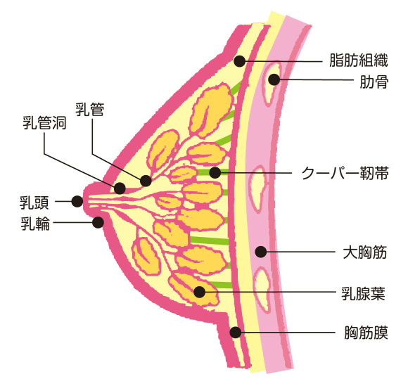 女性はおっぱいを揉まれるとどう思うのか？本音を100人聞いてみた！ | Trip-Partner[トリップパートナー]