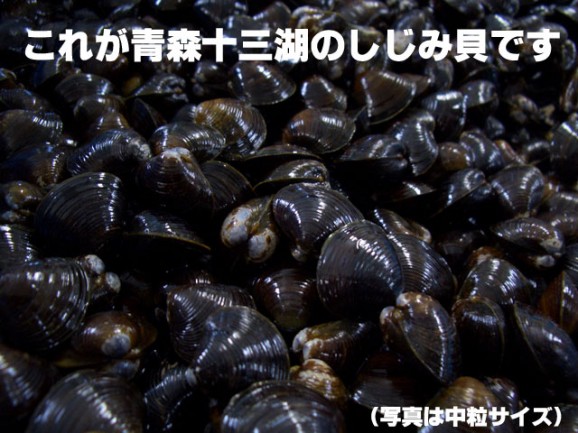 しじみ 十三湖産 大和しじみ（中貝）2kg（冷凍・砂抜き済）ヤマトシジミ -