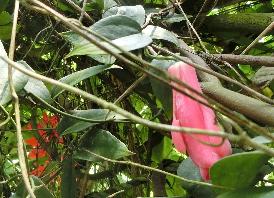 京都府立植物園で見た花・ゴクラクチョウカ他 | 「だい」のひとりごと