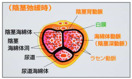 巨根の基準を徹底解説！あなたもデカチンかもしれない？ - エロティックガレージ【アイコラム】