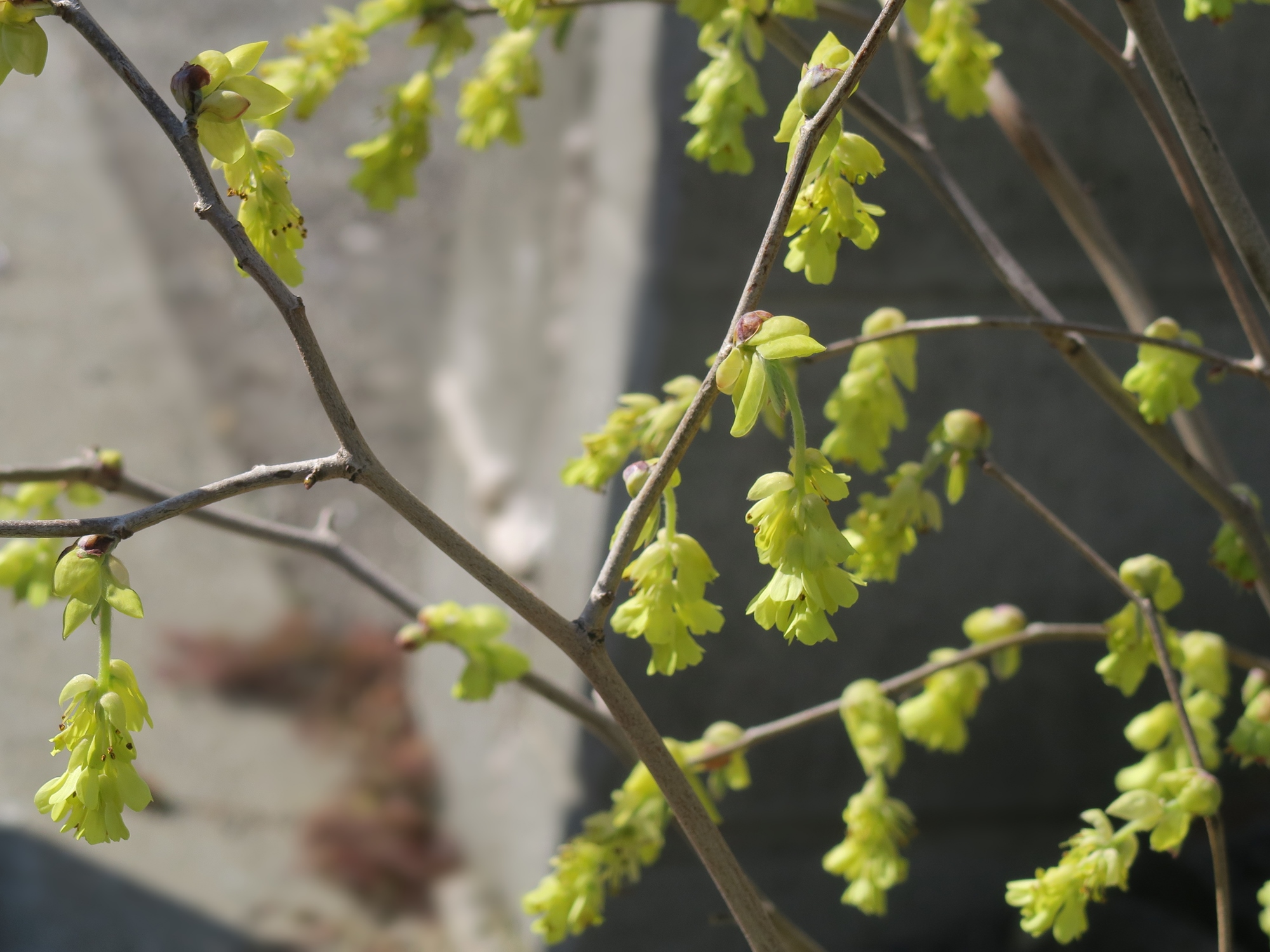 芦屋瑞稀 (あしやみずき)とは【ピクシブ百科事典】