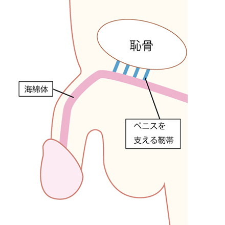 医師監修】男性器の平均サイズとは？ - 夜の保健室