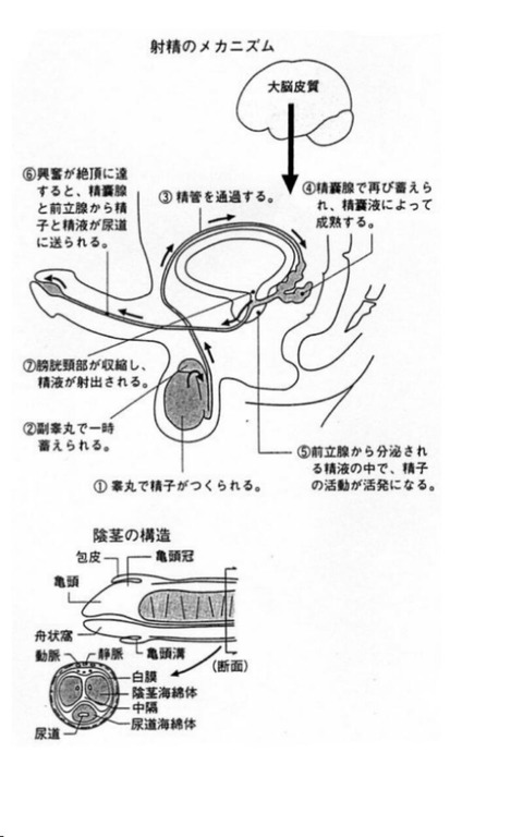 前立腺マッサージ専門 もぐらのM性感（鶯谷 デリヘル）｜デリヘルじゃぱん