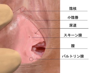 超簡単な潮の吹かせ方！潮吹きは指で〇〇するだけ？｜裏垢男子で年収2000万