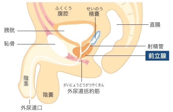 男の性感帯は18か所！愛撫のコツを部位別に教えます【風俗嬢必見】 | シンデレラグループ公式サイト