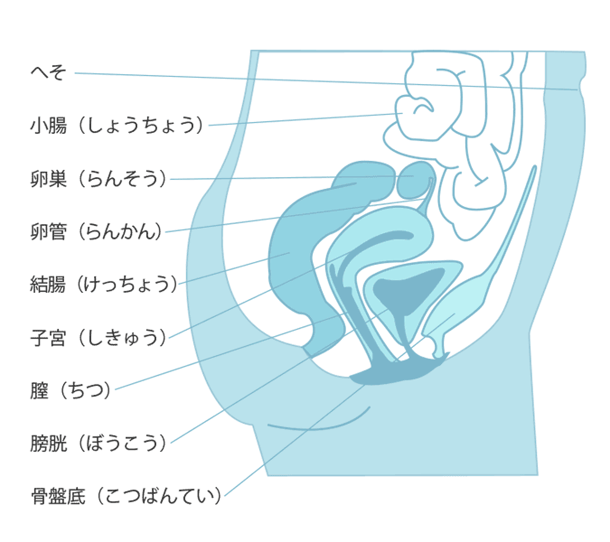 シリコンボールの効果・効果的な位置 – メンズ形成外科 | 青山セレス&船橋中央クリニック