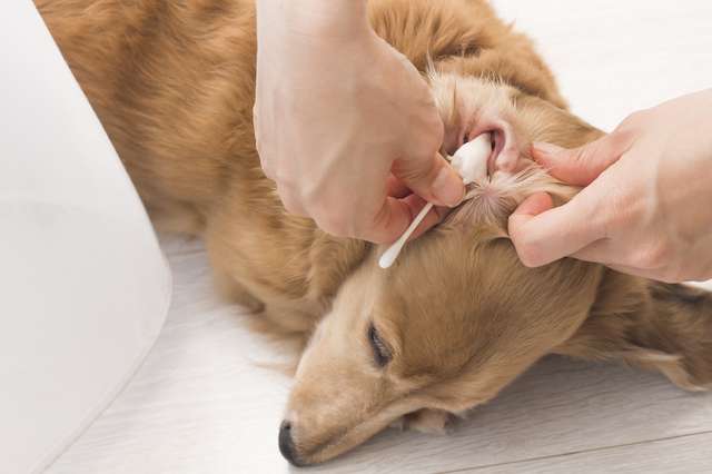 栃木県の大型犬の耳そうじができるトリミング・ペットサロン 25件【口コミ・写真多数】 |