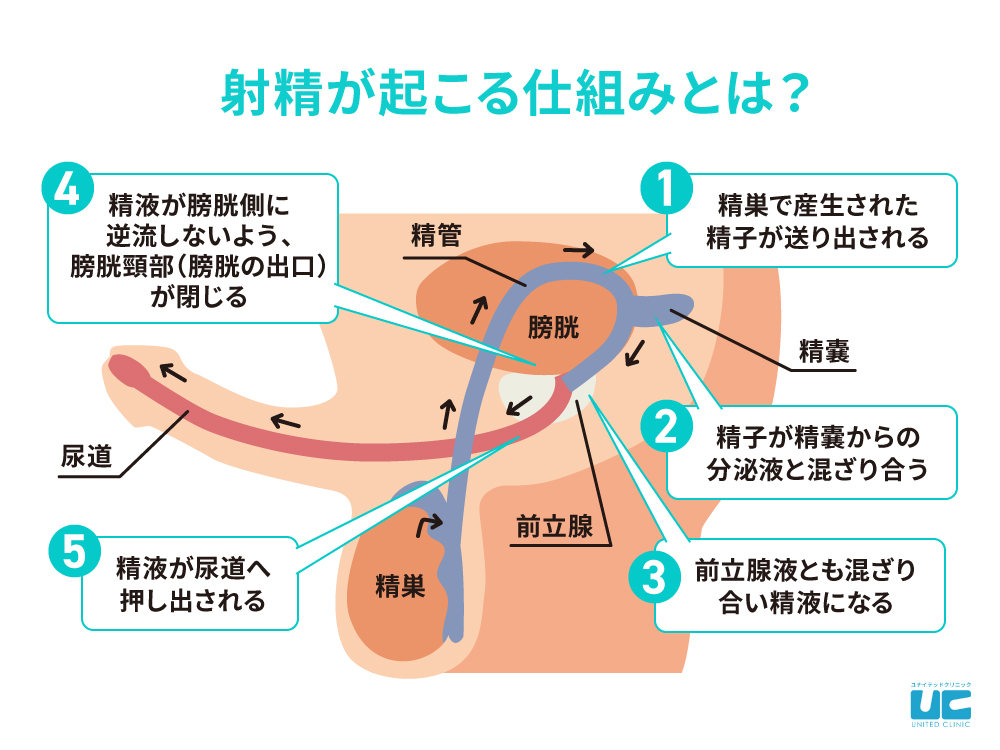 セックスで射精ができない膣内射精障害とは？射精の瞬間やイク感覚を解説 | Ray(レイ)