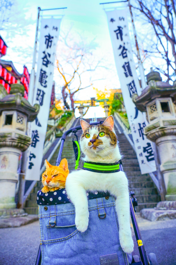 開運招福招き猫スポット①市ヶ谷亀岡八幡宮 | 旅にゃんこ だいきち＆ふくちゃん