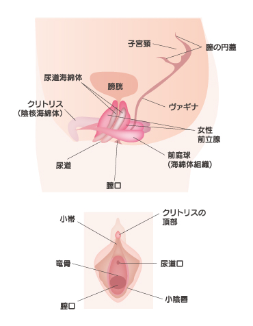 クリトリスとは？機能や役割、語源をわかりやすくまとめました | 腟ペディア（チツペディア）