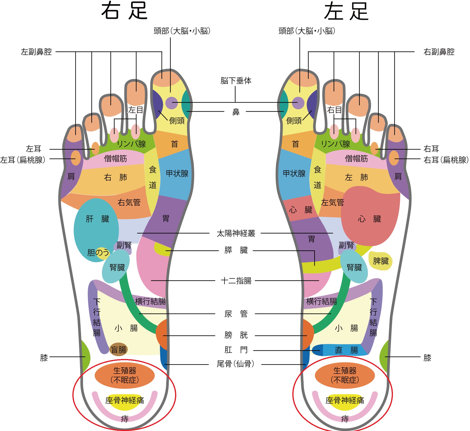 足指力（足趾把持力/足指握力）を利用したワシーガトウズ 下腹部インナーマッスル強化 メソッド