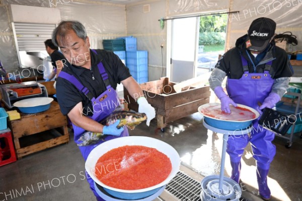 サケ回帰増の願い込め 標津川で人工授精完了：北海道新聞デジタル