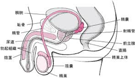 頻尿や尿失禁等、男性泌尿器科なら立川駅南泌尿器科皮膚科クリニック