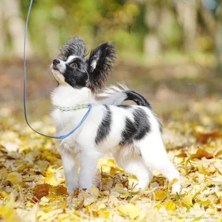 犬 × 広島県 ×