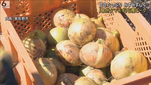 淡路島玉ねぎのコクと旨みがぎゅっと詰まってるスープ【大阪府産】農産物直売所 めぐみの郷